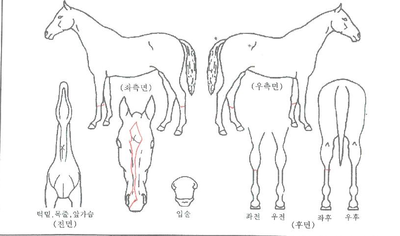 �����мǵ��� ����,���,�޸�,�λ�,�ٸ��� Ư¡����