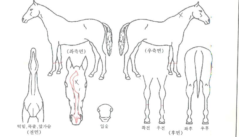 µ¨ÇÇ´ÏÀÇ Ãø¸é,¿ì¸é,µÞ¸é,µÎ»ó,´Ù¸®ÀÇ Æ¯Â¡µµÇØ