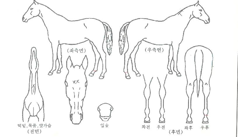 ��ǳ������ ����,���,�޸�,�λ�,�ٸ��� Ư¡����