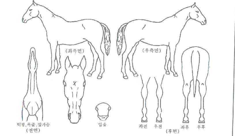 Å«ÇູÀÇ Ãø¸é,¿ì¸é,µÞ¸é,µÎ»ó,´Ù¸®ÀÇ Æ¯Â¡µµÇØ