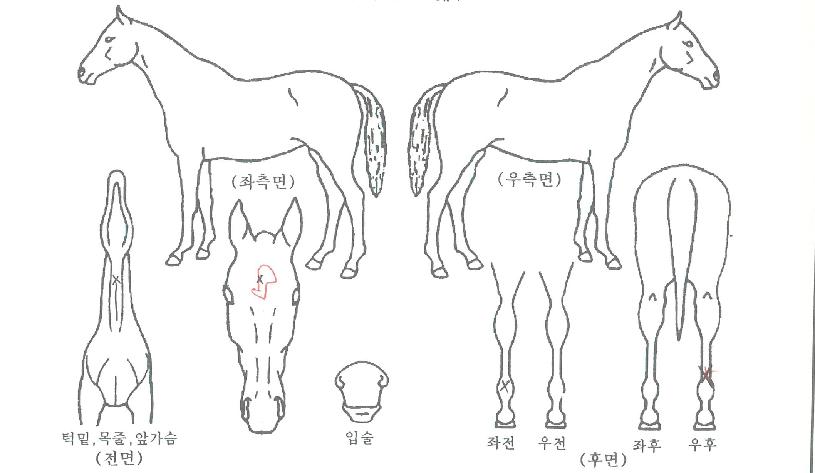 èÇÁµ¥ÀÌÀÇ Ãø¸é,¿ì¸é,µÞ¸é,µÎ»ó,´Ù¸®ÀÇ Æ¯Â¡µµÇØ