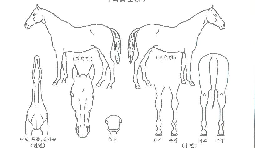 ��Ű���� ����,���,�޸�,�λ�,�ٸ��� Ư¡����