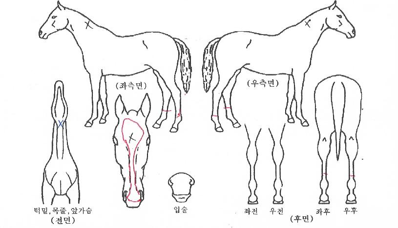 ¿î¸¢Ç³È£ÀÇ Ãø¸é,¿ì¸é,µÞ¸é,µÎ»ó,´Ù¸®ÀÇ Æ¯Â¡µµÇØ