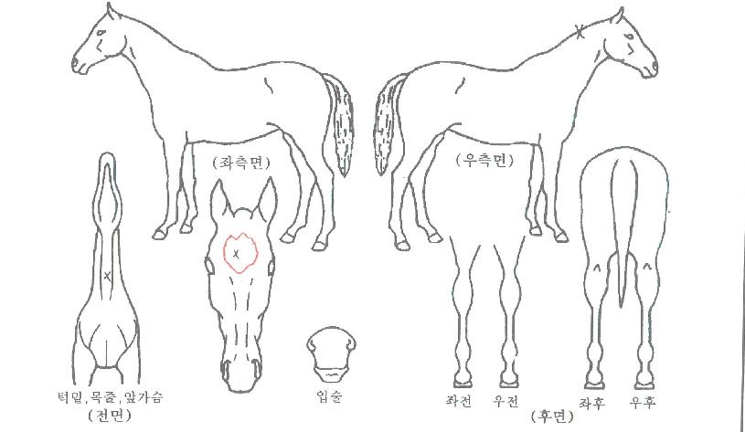 ¿Ã¸¶ÀÌ¿¹½ºÅ͵¥ÀÌÀÚ¸¶ÀÇ Ãø¸é,¿ì¸é,µÞ¸é,µÎ»ó,´Ù¸®ÀÇ Æ¯Â¡µµÇØ