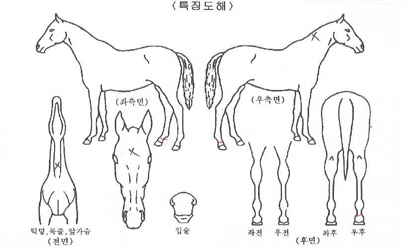 �����Ŀ�� ����,���,�޸�,�λ�,�ٸ��� Ư¡����