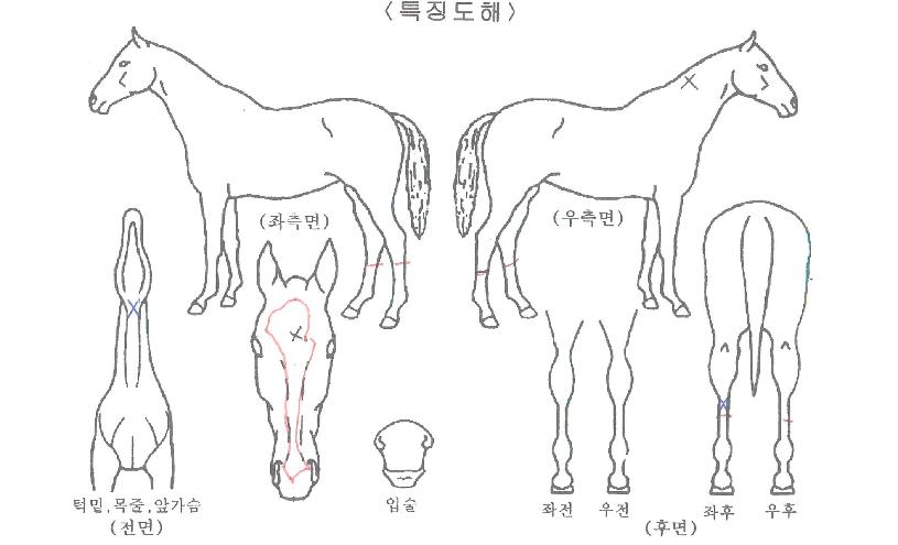 ŷ�ɹ��� ����,���,�޸�,�λ�,�ٸ��� Ư¡����