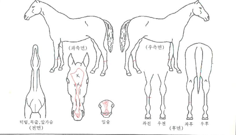 ¼±´õ¾Øµå¾ÆÀ̽ºÀÚ¸¶ÀÇ Ãø¸é,¿ì¸é,µÞ¸é,µÎ»ó,´Ù¸®ÀÇ Æ¯Â¡µµÇØ