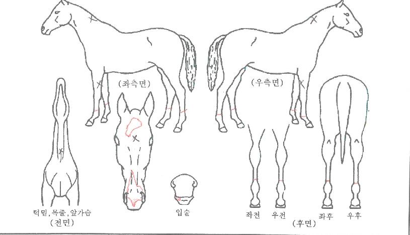 �ο������ڸ��� ����,���,�޸�,�λ�,�ٸ��� Ư¡����