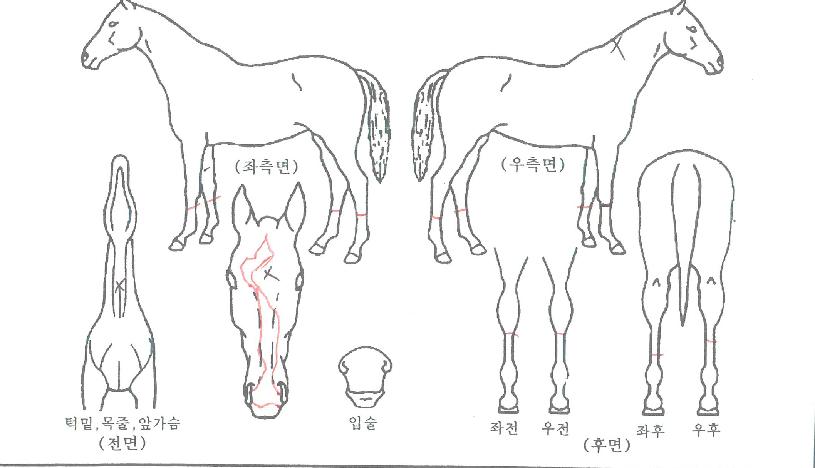 �����ػ罺�� ����,���,�޸�,�λ�,�ٸ��� Ư¡����