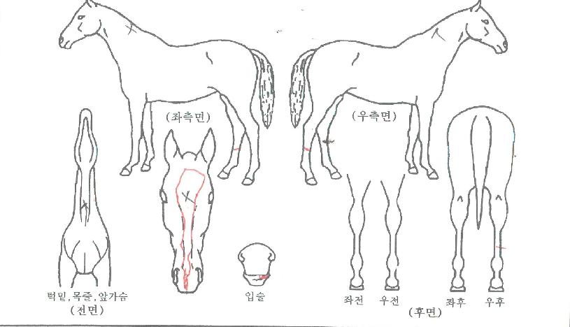 ������������ ����,���,�޸�,�λ�,�ٸ��� Ư¡����