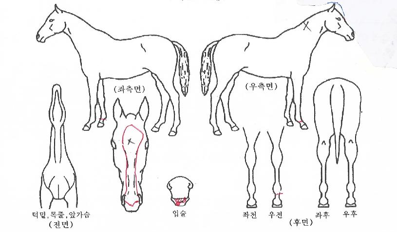 �����޻��� ����,���,�޸�,�λ�,�ٸ��� Ư¡����