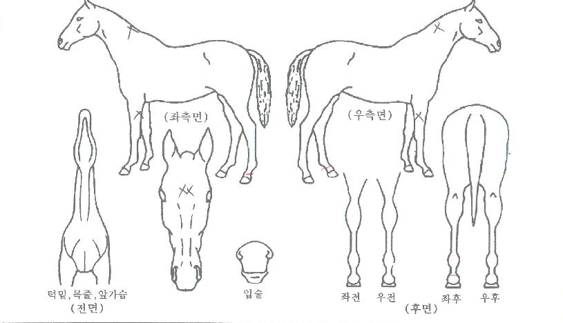 ¸®ÅϹ븮ºê¸®ÀÇ Ãø¸é,¿ì¸é,µÞ¸é,µÎ»ó,´Ù¸®ÀÇ Æ¯Â¡µµÇØ