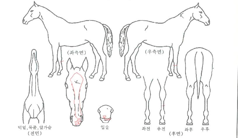 ¸¸¿ÕÀÚ¸¶ÀÇ Ãø¸é,¿ì¸é,µÞ¸é,µÎ»ó,´Ù¸®ÀÇ Æ¯Â¡µµÇØ