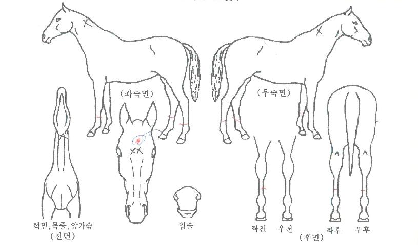 ��Ҹ��� ����,���,�޸�,�λ�,�ٸ��� Ư¡����