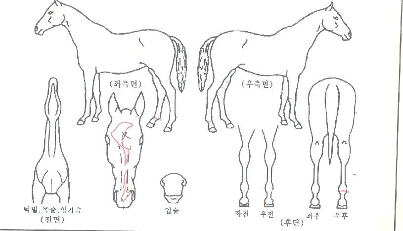 �����Ǻ��� ����,���,�޸�,�λ�,�ٸ��� Ư¡����