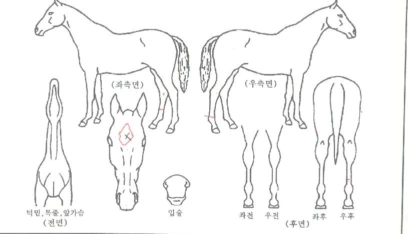 �����ػ罺�ڸ��� ����,���,�޸�,�λ�,�ٸ��� Ư¡����