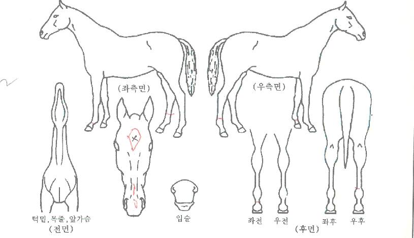 ȦµåÀ§³ÊÀÇ Ãø¸é,¿ì¸é,µÞ¸é,µÎ»ó,´Ù¸®ÀÇ Æ¯Â¡µµÇØ