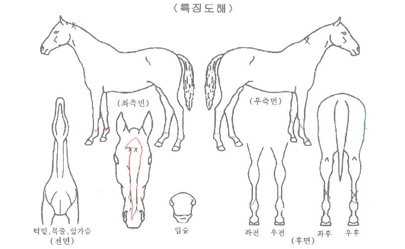 �����ְ��� ����,���,�޸�,�λ�,�ٸ��� Ư¡����