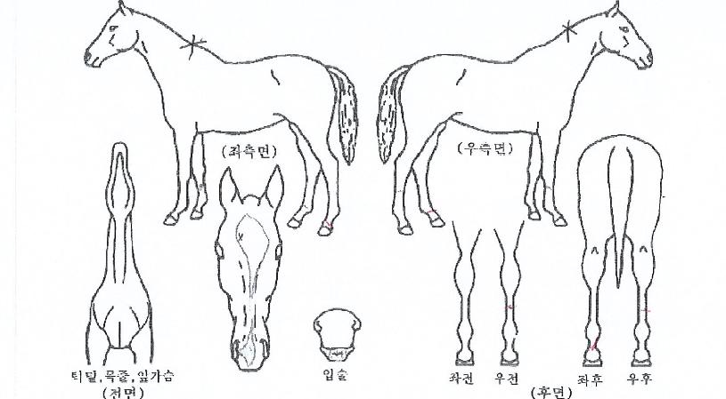 �����ѳ��� ����,���,�޸�,�λ�,�ٸ��� Ư¡����