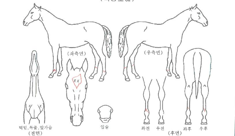 ������������ ����,���,�޸�,�λ�,�ٸ��� Ư¡����