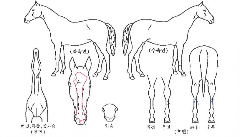 ��Ʈ���̽��� ����,���,�޸�,�λ�,�ٸ��� Ư¡����