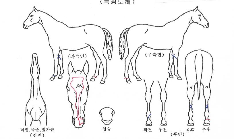 �̽�Ʈ������ ����,���,�޸�,�λ�,�ٸ��� Ư¡����