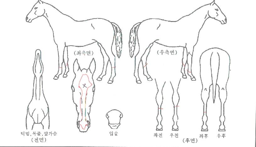 �ְ���½�� ����,���,�޸�,�λ�,�ٸ��� Ư¡����