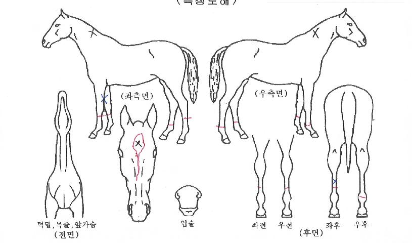 Á¦ÁÖÀǺ¸¼®ÀÇ Ãø¸é,¿ì¸é,µÞ¸é,µÎ»ó,´Ù¸®ÀÇ Æ¯Â¡µµÇØ