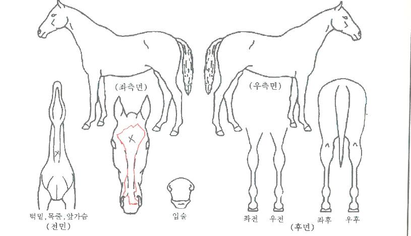 ³ª¶ó¿À¸§ÀÚ¸¶ÀÇ Ãø¸é,¿ì¸é,µÞ¸é,µÎ»ó,´Ù¸®ÀÇ Æ¯Â¡µµÇØ