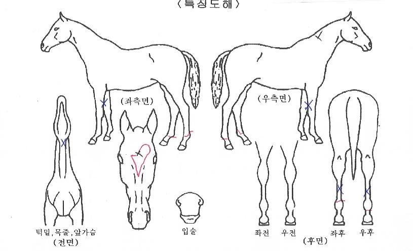 ºí·¢¸¶ÀÎÀÇ Ãø¸é,¿ì¸é,µÞ¸é,µÎ»ó,´Ù¸®ÀÇ Æ¯Â¡µµÇØ