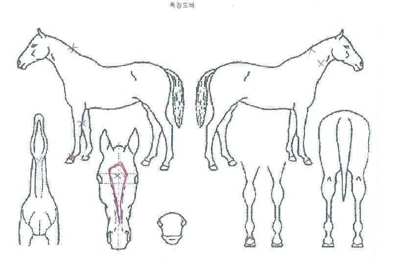 ÇÇ¿£¿¡½º°ð°¨ÀÇ Ãø¸é,¿ì¸é,µÞ¸é,µÎ»ó,´Ù¸®ÀÇ Æ¯Â¡µµÇØ