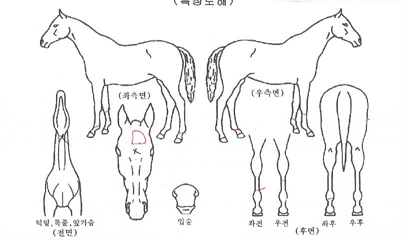 °ñµå½ºÆÄÀÌÅ©ÀÇ Ãø¸é,¿ì¸é,µÞ¸é,µÎ»ó,´Ù¸®ÀÇ Æ¯Â¡µµÇØ