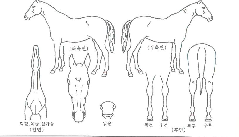 ¸Ó´Ï°¡¶ôÀÇ Ãø¸é,¿ì¸é,µÞ¸é,µÎ»ó,´Ù¸®ÀÇ Æ¯Â¡µµÇØ