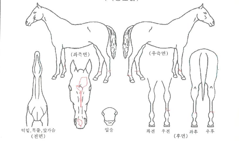 ºñÄÉÀ̷轺ÀÇ Ãø¸é,¿ì¸é,µÞ¸é,µÎ»ó,´Ù¸®ÀÇ Æ¯Â¡µµÇØ