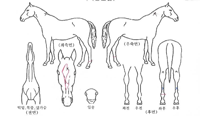 ·¯´×³Ñ¹ö¿øÀÇ Ãø¸é,¿ì¸é,µÞ¸é,µÎ»ó,´Ù¸®ÀÇ Æ¯Â¡µµÇØ