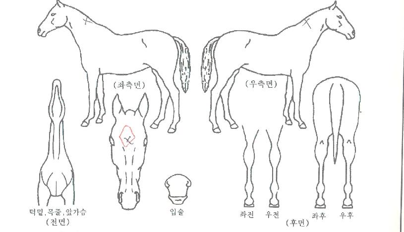 ����������� ����,���,�޸�,�λ�,�ٸ��� Ư¡����