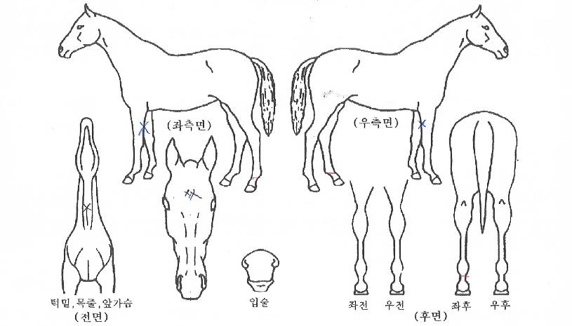 �׷���Ʈ������ ����,���,�޸�,�λ�,�ٸ��� Ư¡����