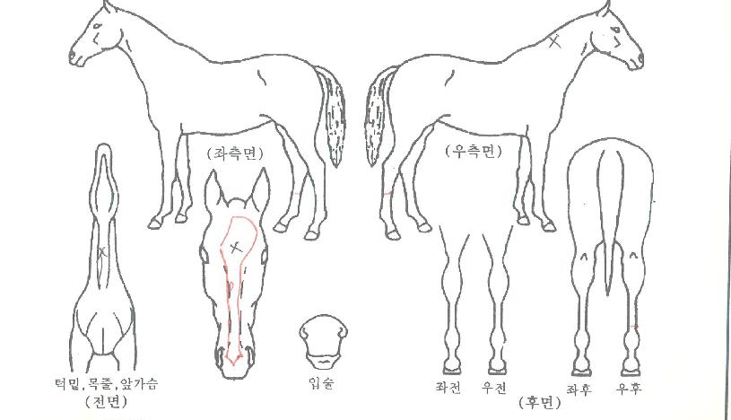 Àα׶õ½ºÅ¸ÀÇ Ãø¸é,¿ì¸é,µÞ¸é,µÎ»ó,´Ù¸®ÀÇ Æ¯Â¡µµÇØ
