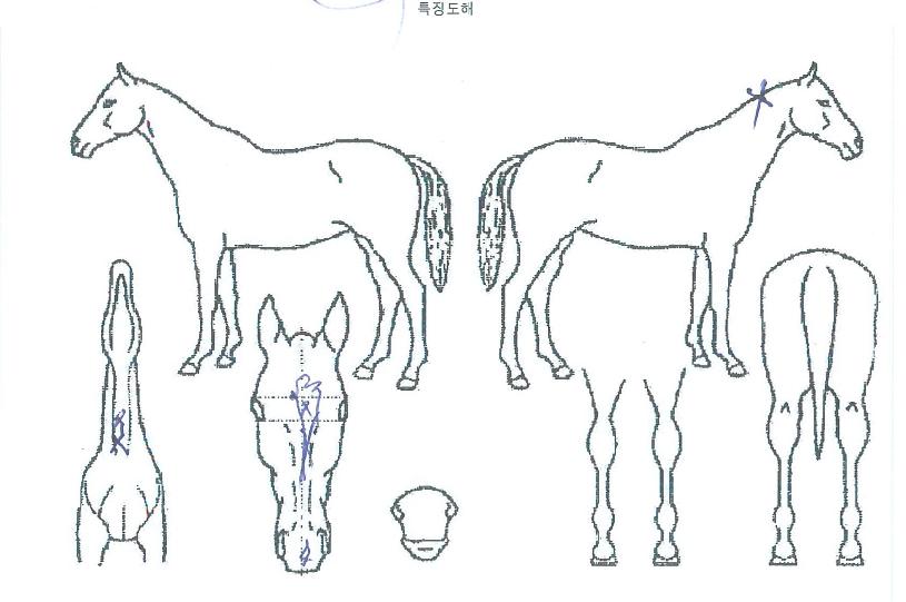 Á¤¹®Å·ÀÇ Ãø¸é,¿ì¸é,µÞ¸é,µÎ»ó,´Ù¸®ÀÇ Æ¯Â¡µµÇØ