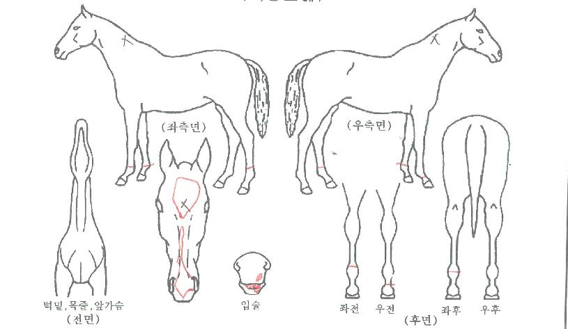 ÅõÅõ¿ÍÀϵå½ÌÀÇ Ãø¸é,¿ì¸é,µÞ¸é,µÎ»ó,´Ù¸®ÀÇ Æ¯Â¡µµÇØ