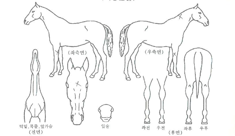 ¾ó¶óÀ̺êÄýÀÇ Ãø¸é,¿ì¸é,µÞ¸é,µÎ»ó,´Ù¸®ÀÇ Æ¯Â¡µµÇØ