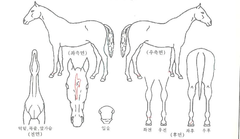 ����츮Ƽ���ڸ��� ����,���,�޸�,�λ�,�ٸ��� Ư¡����