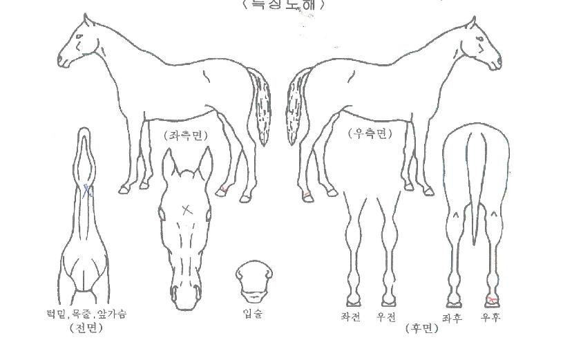 ���������̾��� ����,���,�޸�,�λ�,�ٸ��� Ư¡����