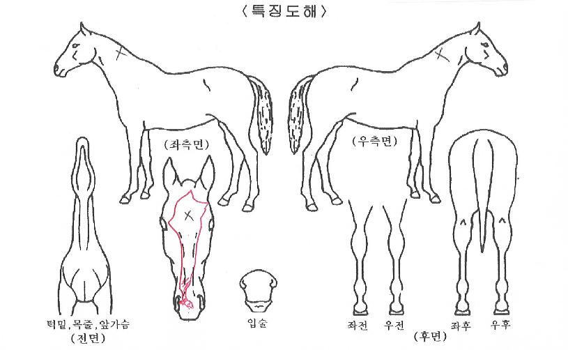 ���̾Ƹ���Ʈ�� ����,���,�޸�,�λ�,�ٸ��� Ư¡����