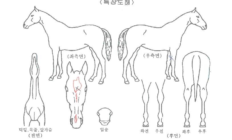 Ʈ�������� ����,���,�޸�,�λ�,�ٸ��� Ư¡����