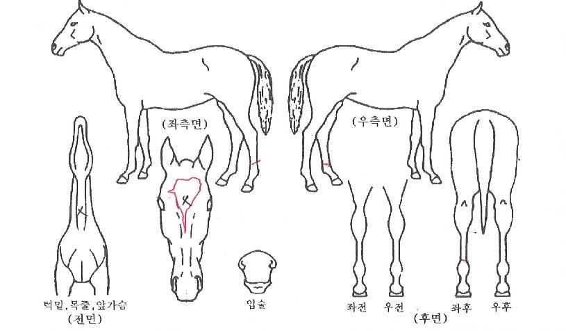 ¿ø´õÇ®»ùÀÇ Ãø¸é,¿ì¸é,µÞ¸é,µÎ»ó,´Ù¸®ÀÇ Æ¯Â¡µµÇØ