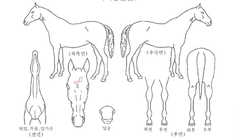 ¿À¶óº§ÀÚ¸¶ÀÇ Ãø¸é,¿ì¸é,µÞ¸é,µÎ»ó,´Ù¸®ÀÇ Æ¯Â¡µµÇØ