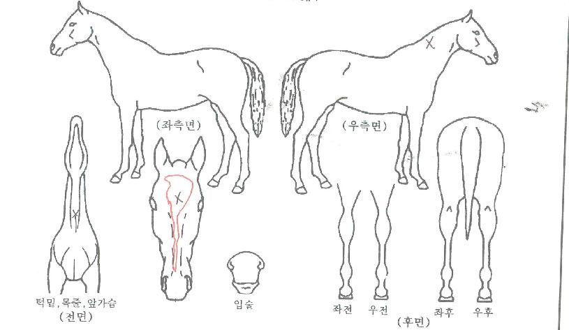 ũ���Ͻ��������ڸ��� ����,���,�޸�,�λ�,�ٸ��� Ư¡����