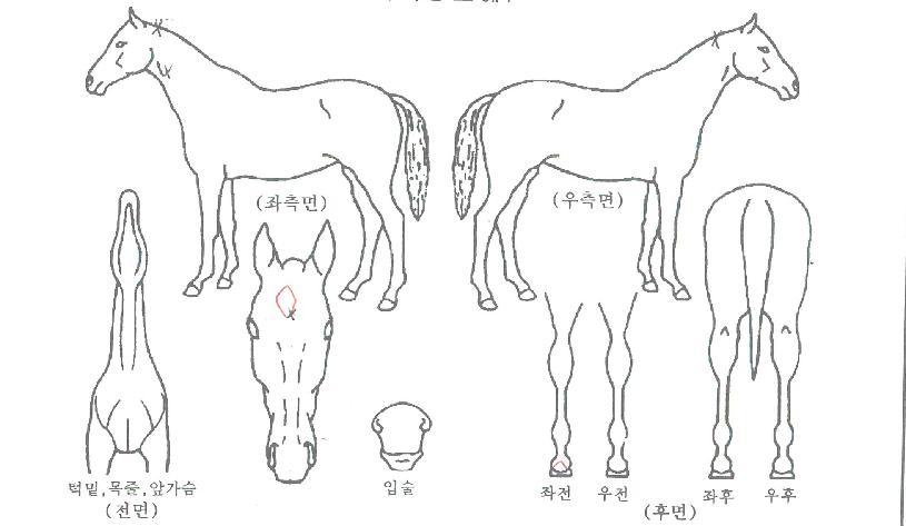 �ο�æƮ�� ����,���,�޸�,�λ�,�ٸ��� Ư¡����