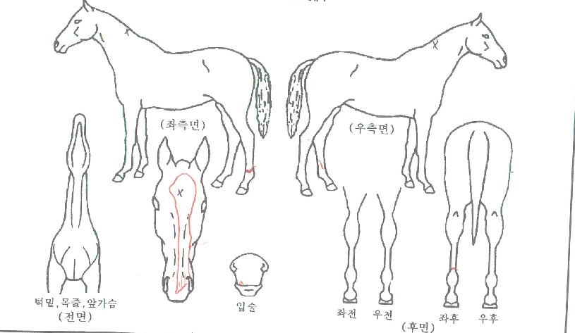 �糪���� ����,���,�޸�,�λ�,�ٸ��� Ư¡����